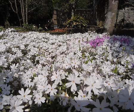 芝桜