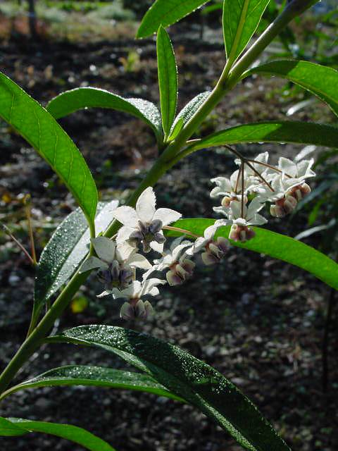 フウセントウワタの花