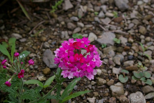 花火