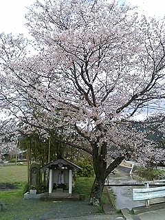 桜2